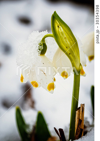 Spring snowflakes flowers 30354398