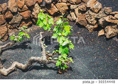 vineyards of La Geria on volcanic soil, Lanzarote vineyards of La Geria on volcanic soil, Lanzarote 30354448