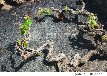 vineyards of La Geria on volcanic soil, Lanzarote vineyards of La Geria on volcanic soil, Lanzarote 30354449