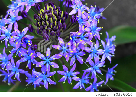 シラーベルビアナ Scilla Peruvianaの写真素材