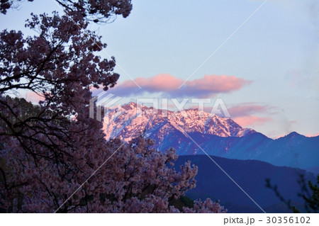 高遠コヒガン桜 30356102