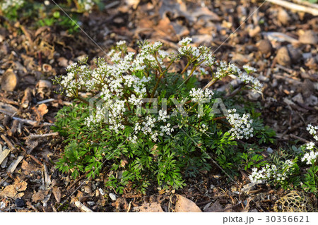 セントウソウ 30356621