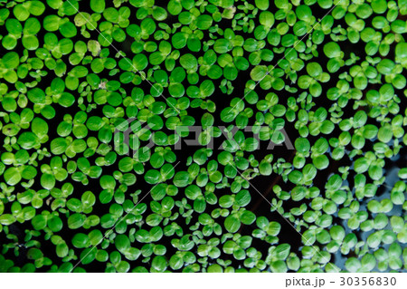 Common duckweed Lemna minor . Full frame texture. Common duckweed Lemna minor . Full frame texture. 30356830