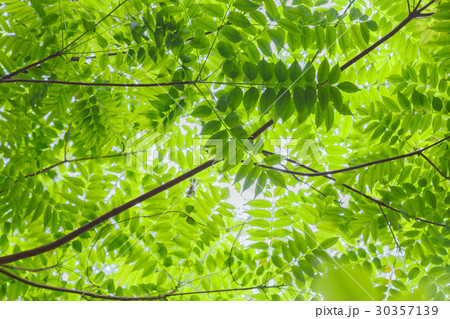 新緑イメージ　背景素材 30357139