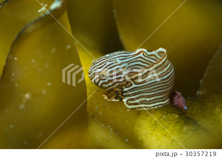 スナビクニン スナビクニン 30357219