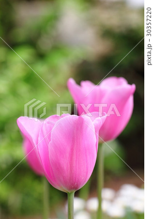 朝日を浴びて幻想的に浮かび上がり生き生きとしているピンク色の花(チューリップ) 30357220