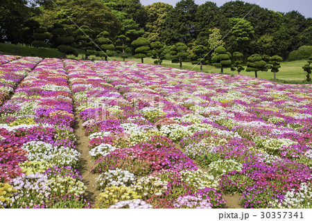 能古島の花畑  リビングストンデイジー 30357341