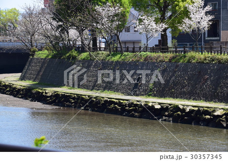 鹿児島市甲突川河畔 春の風景 鹿児島市甲突川河畔 春の風景 30357345