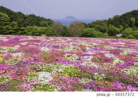 能古島の花畑  リビングストンデイジー 30357372
