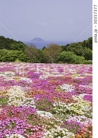 能古島の花畑 リビングストンデイジー 能古島の花畑 リビングストンデイジー 30357377