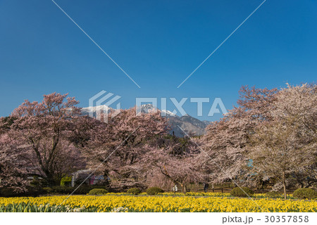 山高神代桜のある実相寺のお庭　桜と水仙と残雪の山 30357858