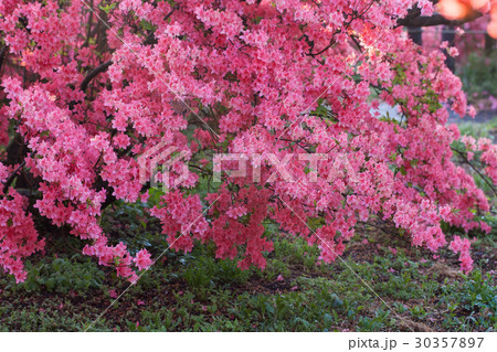 ツツジ ツツジ 30357897