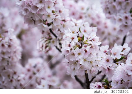 満開の桜の花 30358301