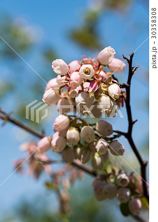ピンクのブルーベリーの花 30358308