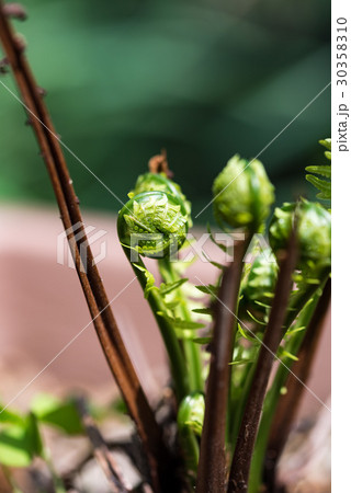 コゴミの新芽 30358310