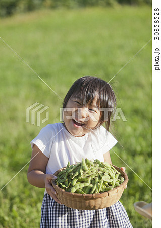 枝豆の収穫 30358528