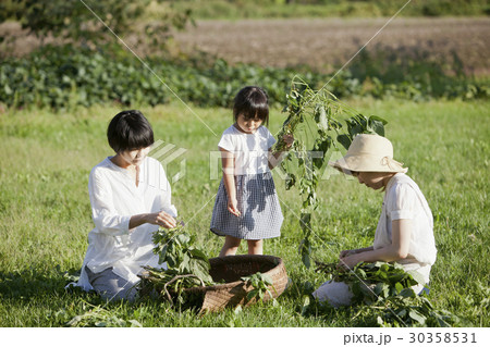 枝豆の収穫 30358531