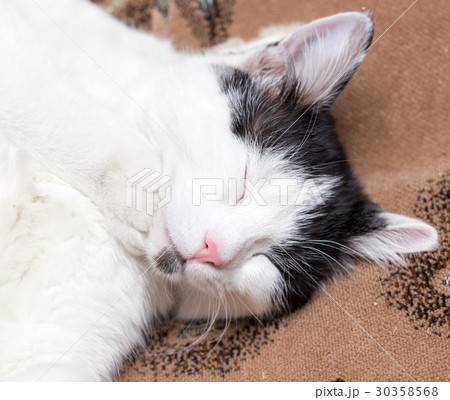 The cat is asleep 30358568