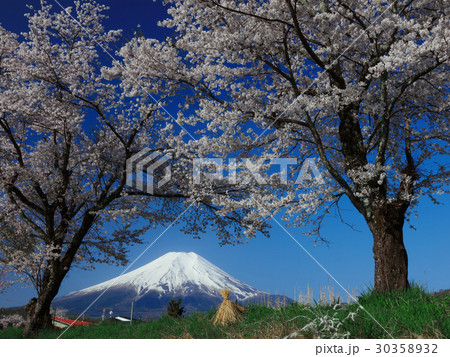 桜咲く忍野村からの富士山 30358932