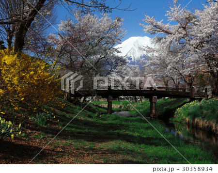 桜咲く忍野村からの富士山 30358934