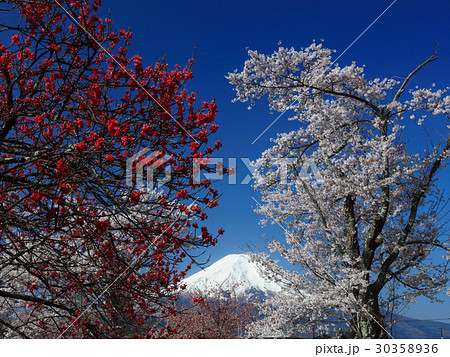 桜咲く忍野村からの富士山 30358936
