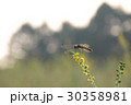 夕焼けと赤とんぼ２ 30358981