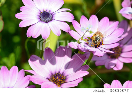 花と蜜蜂 30359377