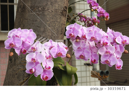 蘭 ラン 洋ラン 30359671