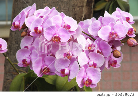 蘭 ラン 洋ラン 30359672