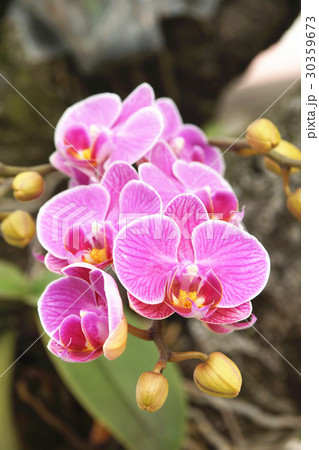 蘭 ラン 洋ラン 30359673