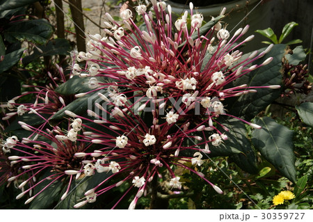 クマヅラ科 クマツズラ科 常緑性低木 30359727