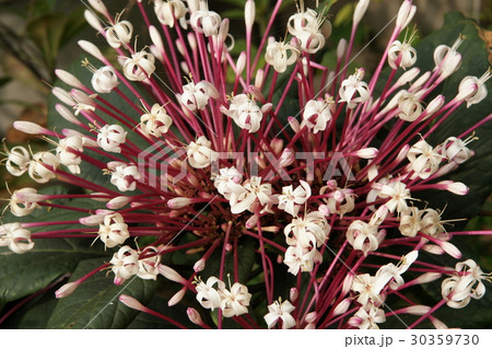 クマヅラ科 クマツズラ科 常緑性低木 30359730