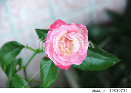 ハマナス 薔薇 バラ科 30359735
