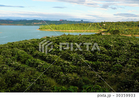 Vast Vietnam coffee field 30359933