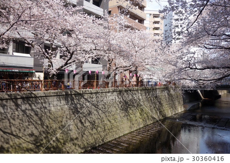 目黒川の桜 東山橋から見た目黒橋方向 の写真素材 目黒川の桜 東山橋から見た目黒橋方向 の写真素材