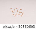 メロンの種 30360603