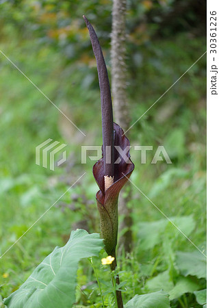 コンニャクの花 コンニャクの花 30361226