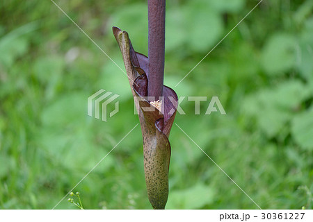 コンニャクの花 30361227