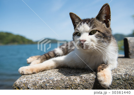 ねこしまに暮らすねこ ねこしまに暮らすねこ 30361440