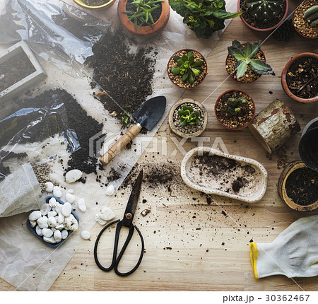Planting Plants Cactuses Soil Stones On A Wooden Table 30362467