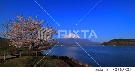 20170502山中湖平野からの桜と富士山 30362809