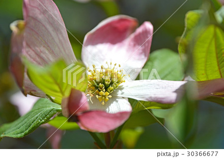 咲き始めた花水木の小花 30366677