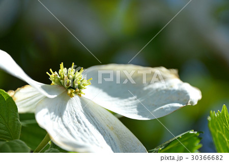 咲き始めた花水木の小花 咲き始めた花水木の小花 30366682