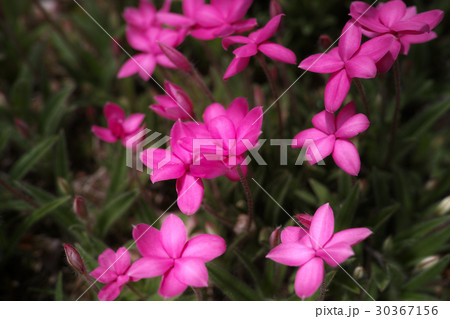 　アッツ桜 30367156