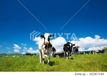 ホルスタイン 30367184
