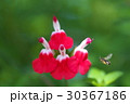 チェリーセージとミツバチ 30367186