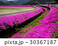大野の芝桜 30367187