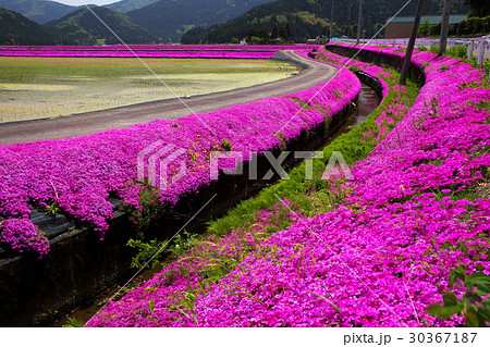 大野の芝桜 30367187