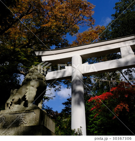 二本松神社の鳥居と狛犬 30367306