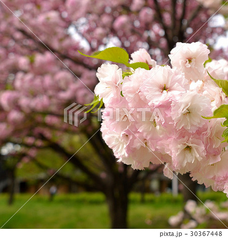 ヤエザクラ 30367448